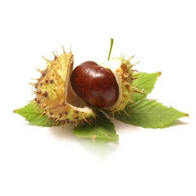 Horse Chestnut Extract in Skin Care