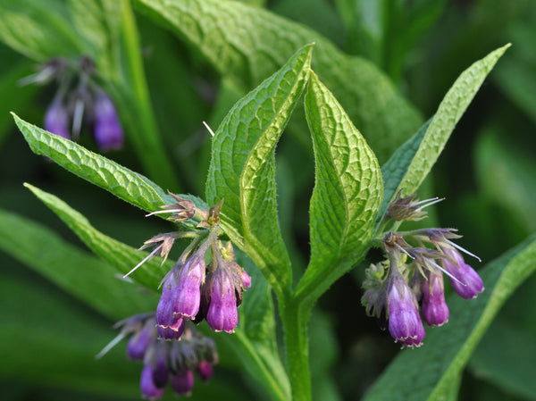 Comfrey Extract in Skin Care Products