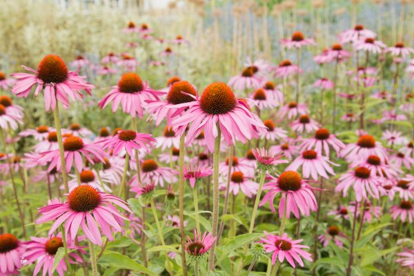 The Benefits of Echinacea in Skin Care